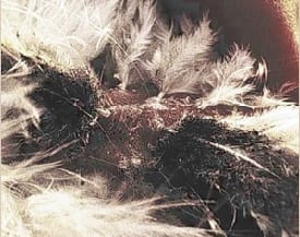 mites, northern fowl mites, mite infestation