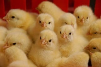 E Coli In Poultry What Is It Val Co E Coli In Poultry What Is It Val Co