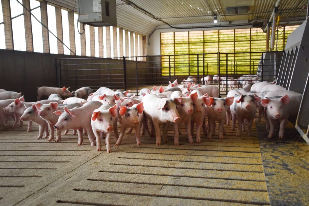 Swine Image