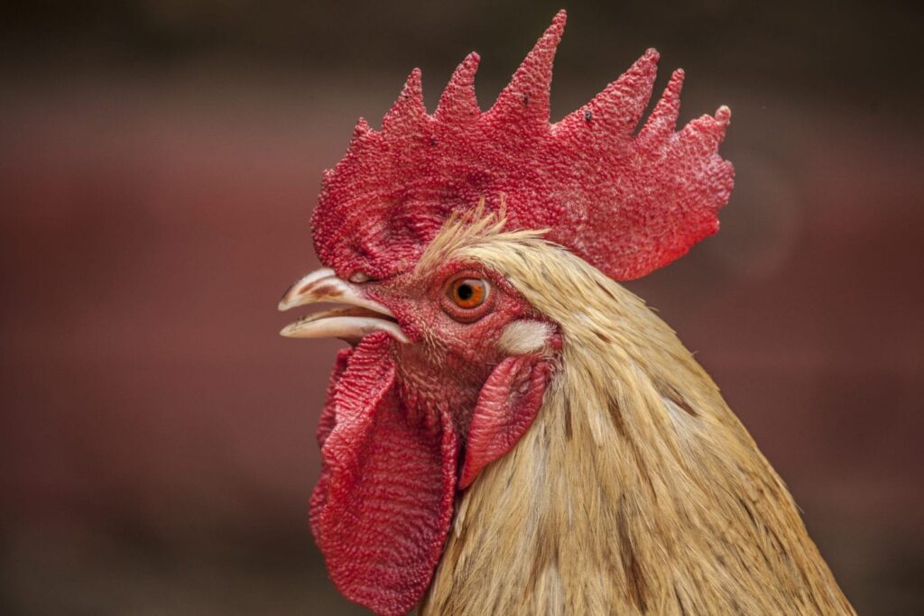 10 Interesting Facts about Chicken Vision | VAL-CO