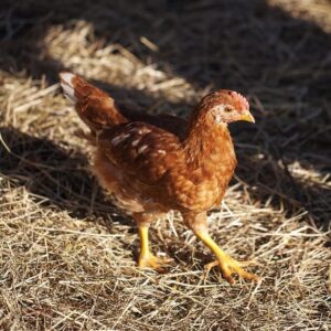 the-chicken-1638962_640