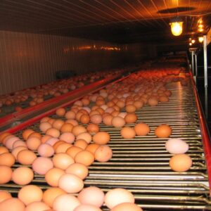 Egg Conveyors