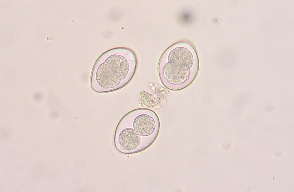 Understanding Coccidiosis VALCO