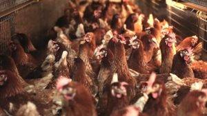 cage-free layer hens