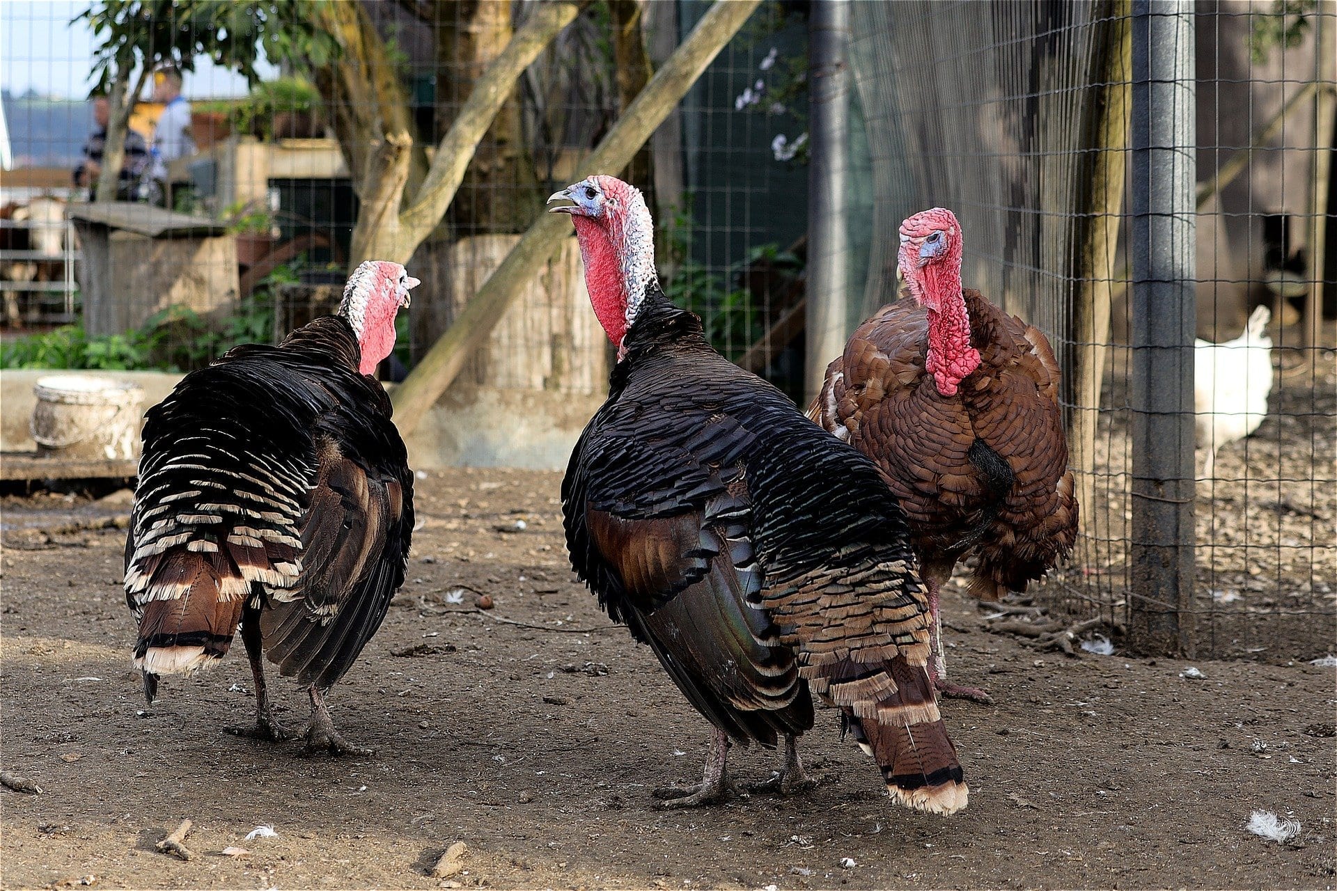 10 Fun Turkey Facts - VAL-CO